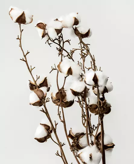 What is Organic Cotton?
